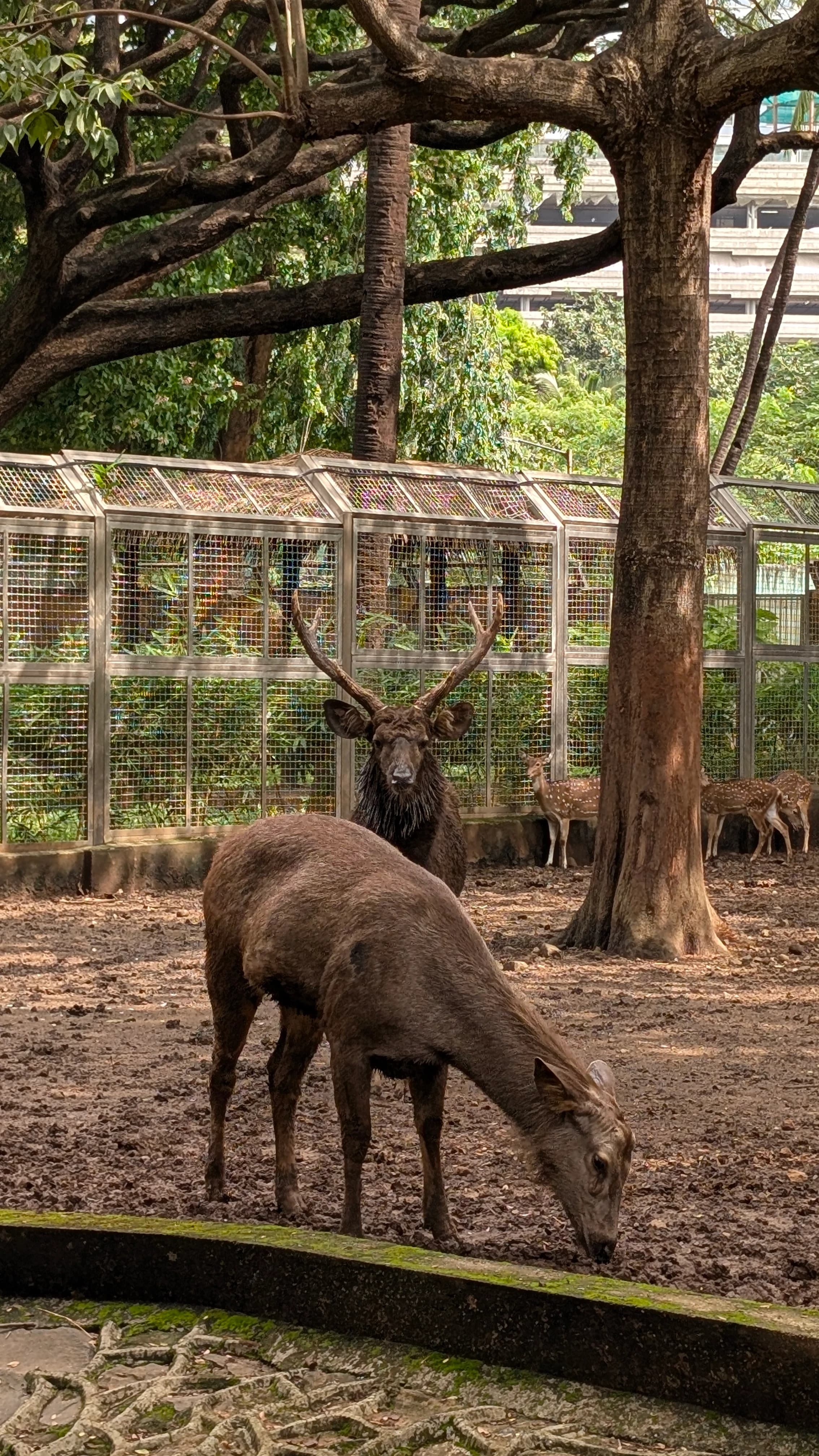 behold mr. aura farmer himself