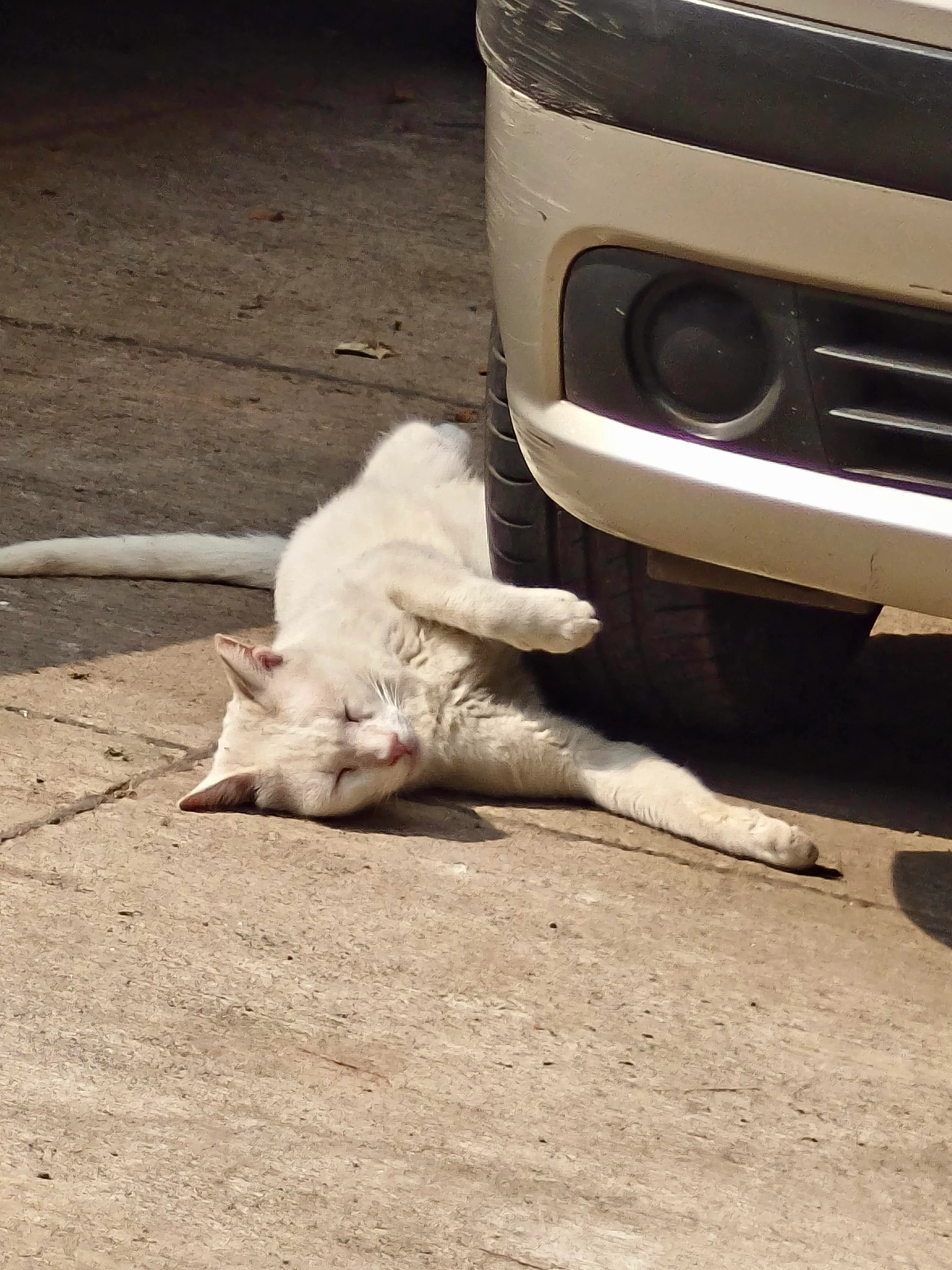 cat riding a car lol but under the tyre