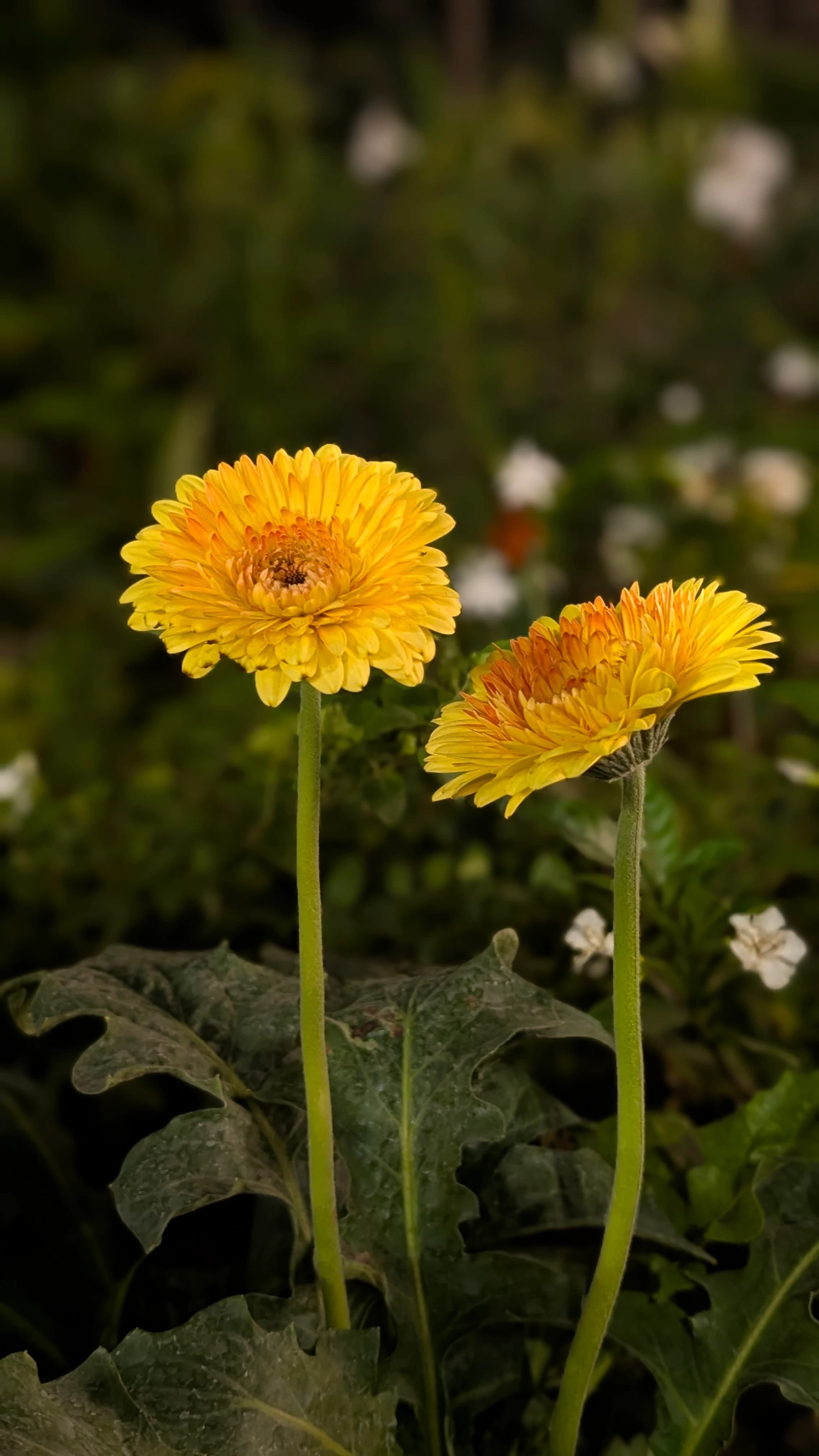 sunflower near kharghar